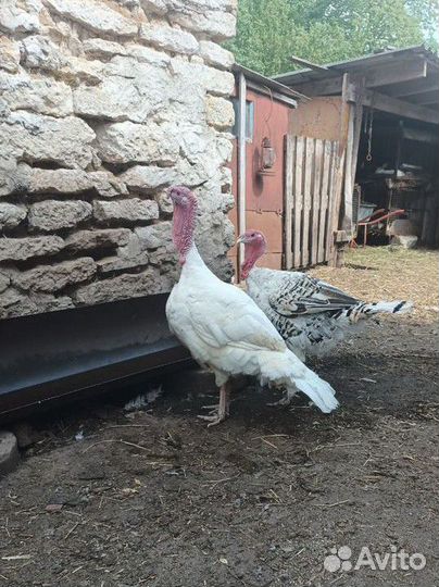 Индюки домашние