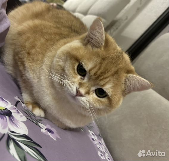 Кот на вязку