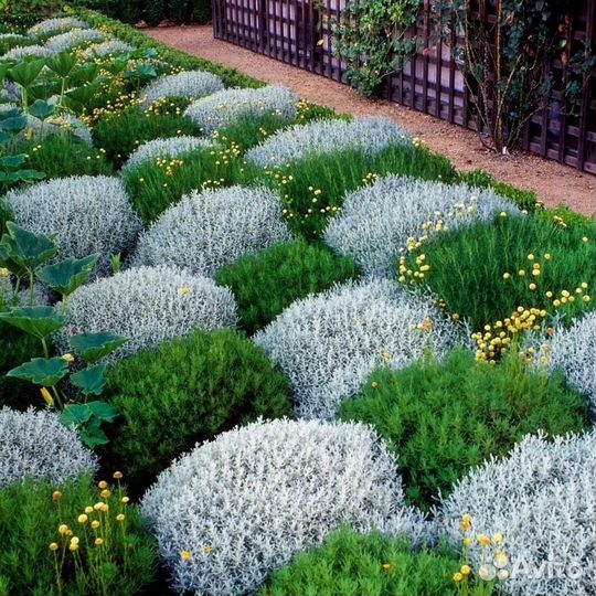 Сантолина Вечнозеленая, Серебристая (предзаказ)