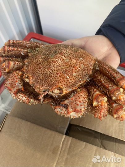 Клешни краба