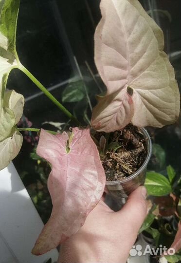 Сингониумы