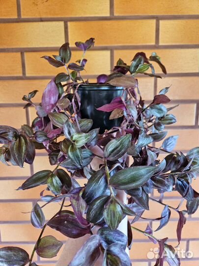 Традесканция тайская приречная