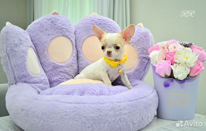 Чихуахуа микро мальчик