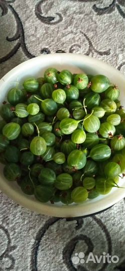 Мята садовая и саженец крыжовника