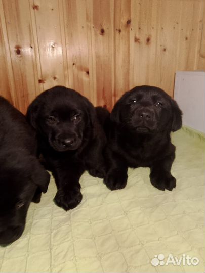 Щенки лабрадора