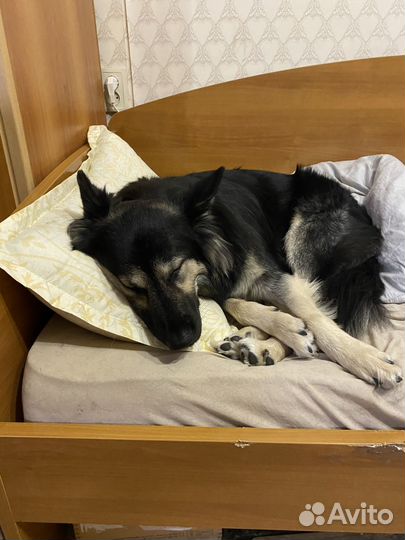 Собака в добрые руки овчарка