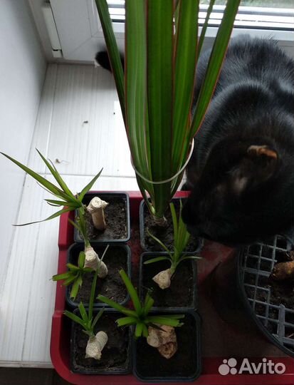 Пальма драцена