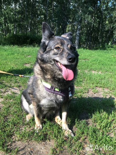 Старенькая собачка из приюта верит в чудо