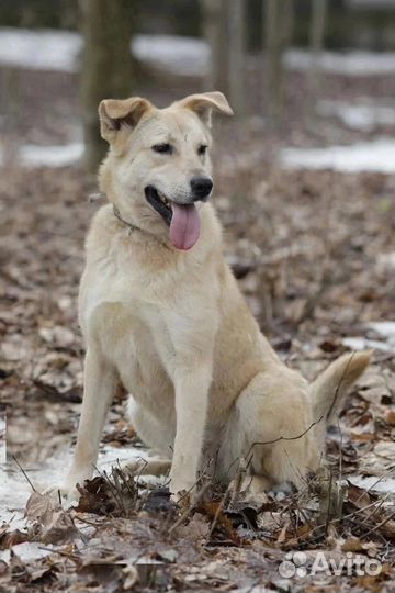 Некрупная собака ищет дом
