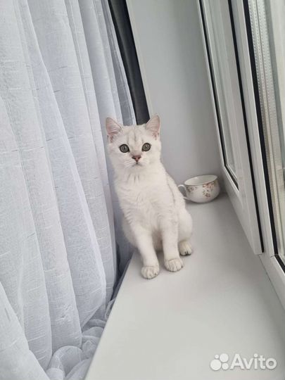 Британские котята короткошерстные