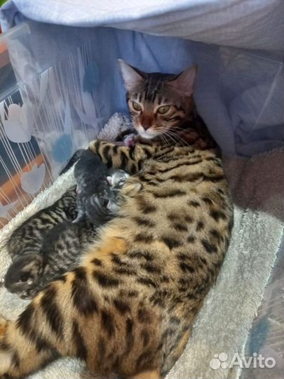 Бенгальские котята