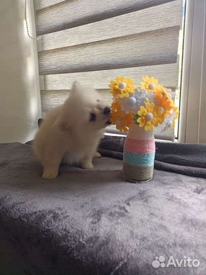 Малый немецкий шпиц щенки