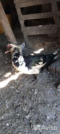 Продам селезня