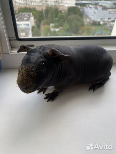 Морская свинка вязка скинни