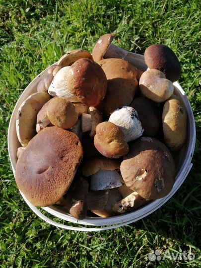 Белые грибы