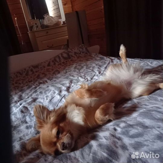 Тибетский спаниель