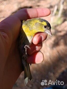 Певчие птицы