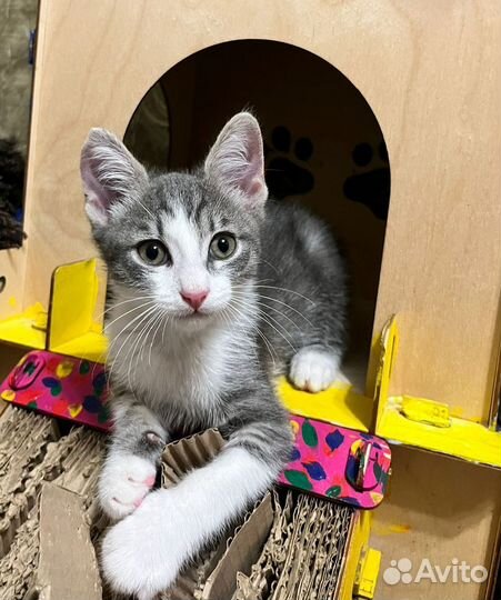 Гном 2 месяца