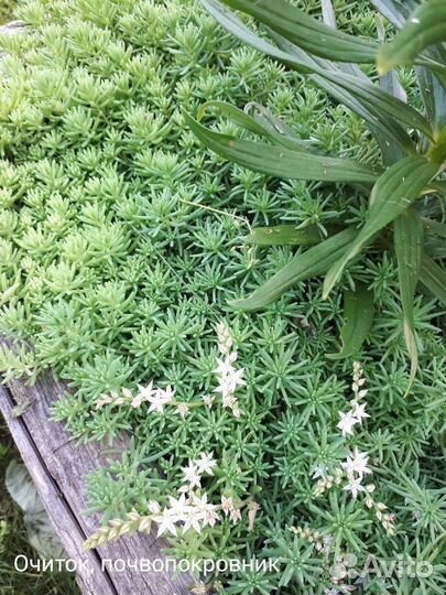 Многолетние неприхотливые цветы