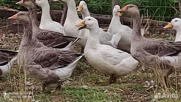 Гусь и утка ст 5
