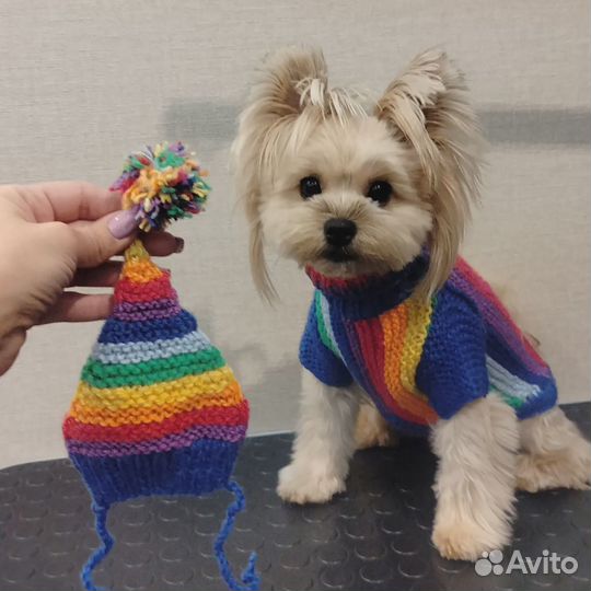 Вязаные шапочки для собак