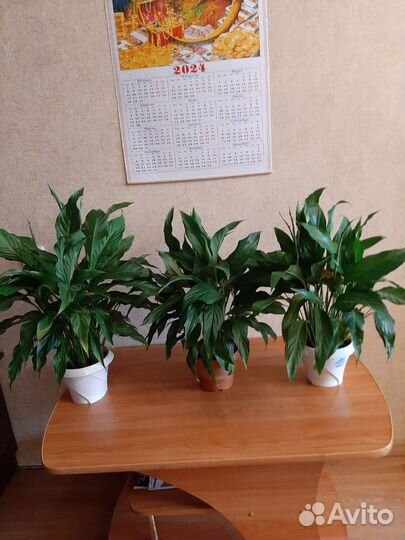 Спатифиллум