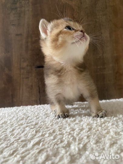 Британские котята золотая шиншилла