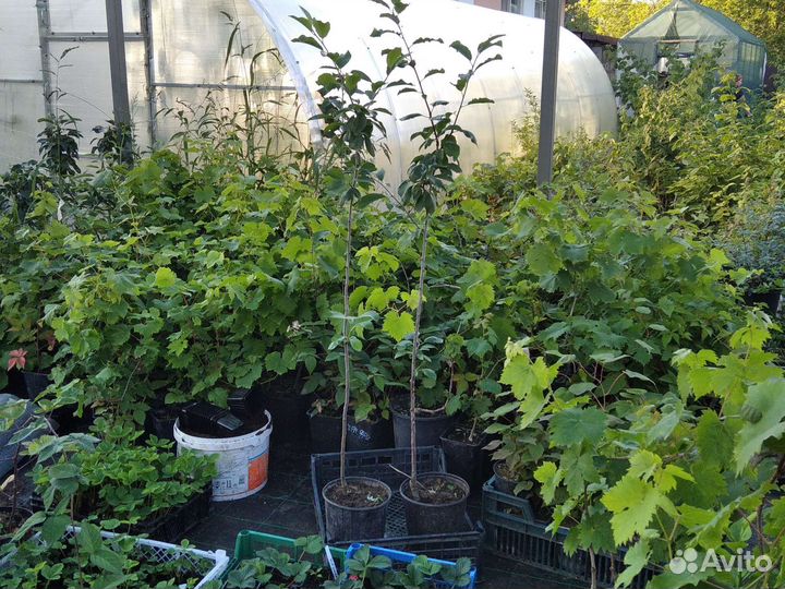 Саженцы слива Утро Эмпресс