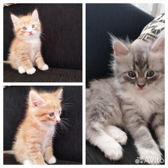 Отдам в добрые руки котиков