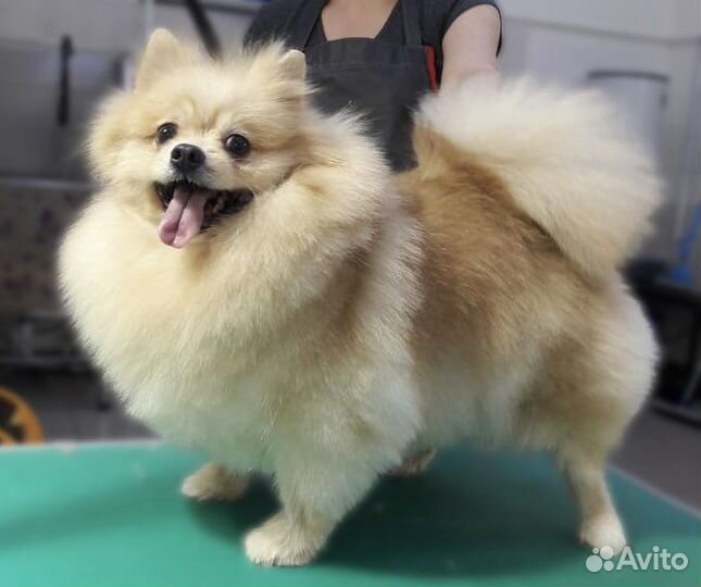 Груминг (стрижка собак) I грумер I Экспресс-линька