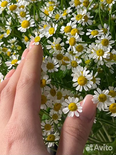 Букет ромашек