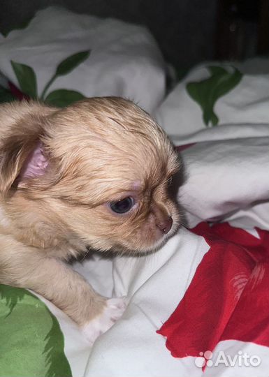 Чихуахуа мини мальчик
