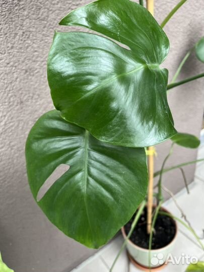 Монстера высота более 1 метра