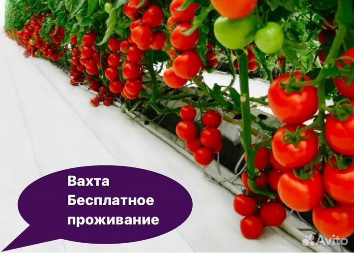 Вахта Тула с жильем от 25 смен Фасовщики в теплицу