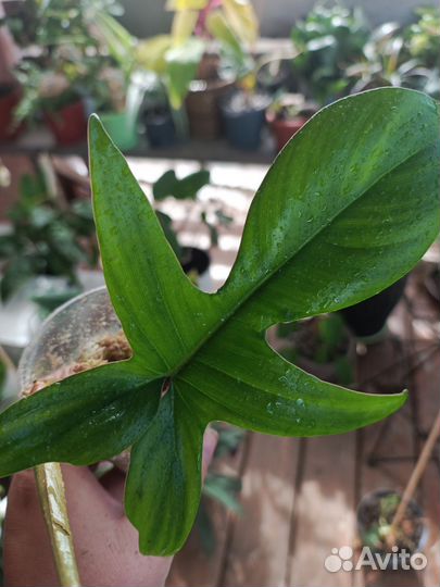 Филодендрон