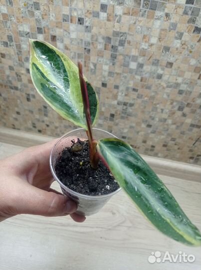 Строманта Хортиколор