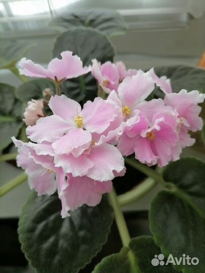 Цветы комнатные,Панданус,фиалки,и др