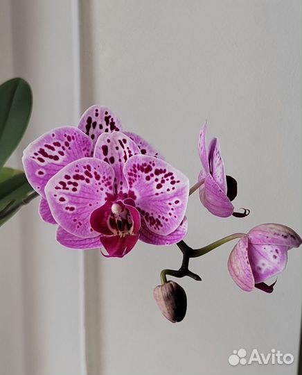 Орхидея фаленопсис