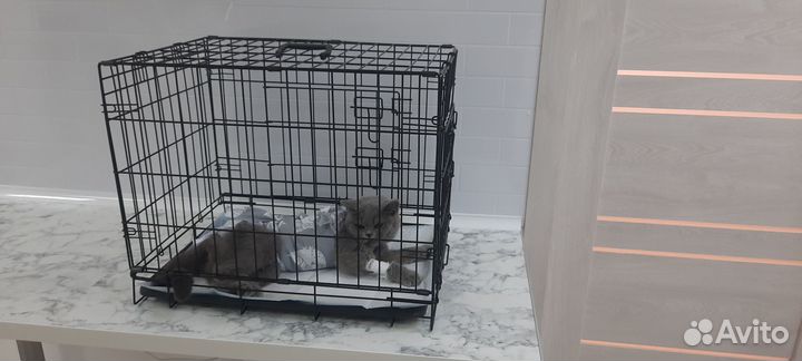 Ветеринарная клиника (стерилизация кошки)