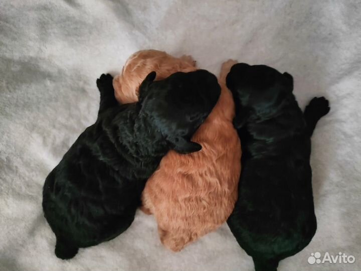 Той-пудель мини