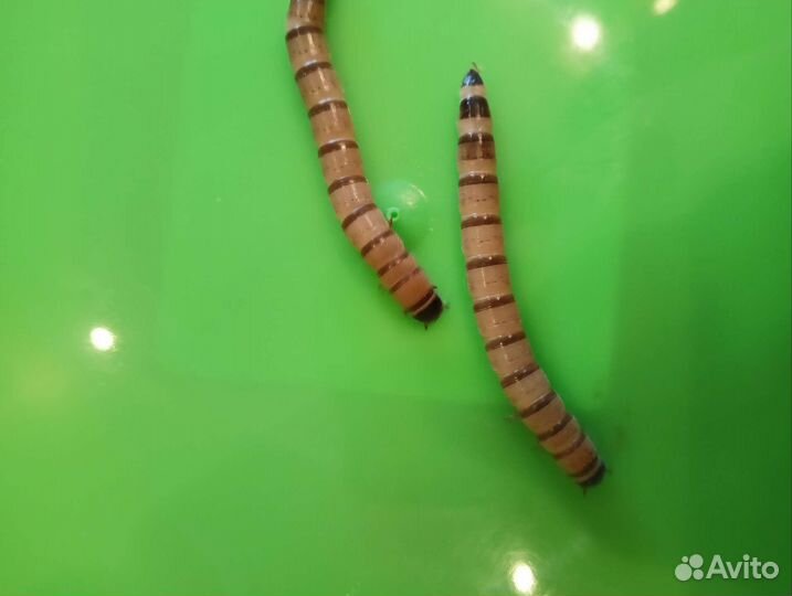 Зофобас Зоофобас