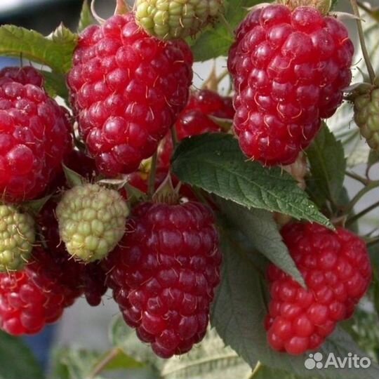 Малина крупноплодная