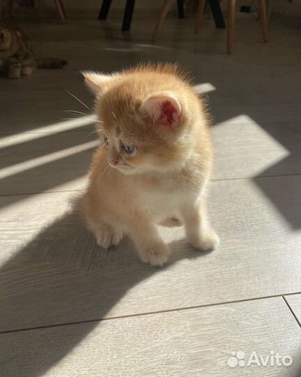 Британские котята золотая шиншилла