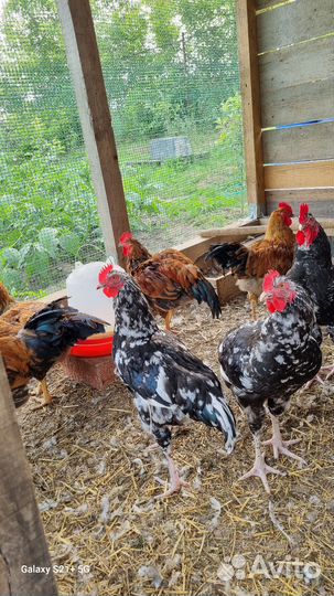 Индоутки, петушки на племя