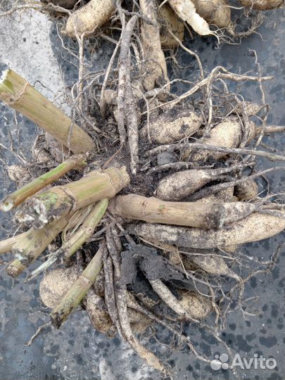 Георгины клубни