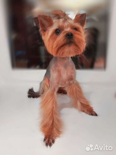 Стрижка собак. Йорки.Груминг