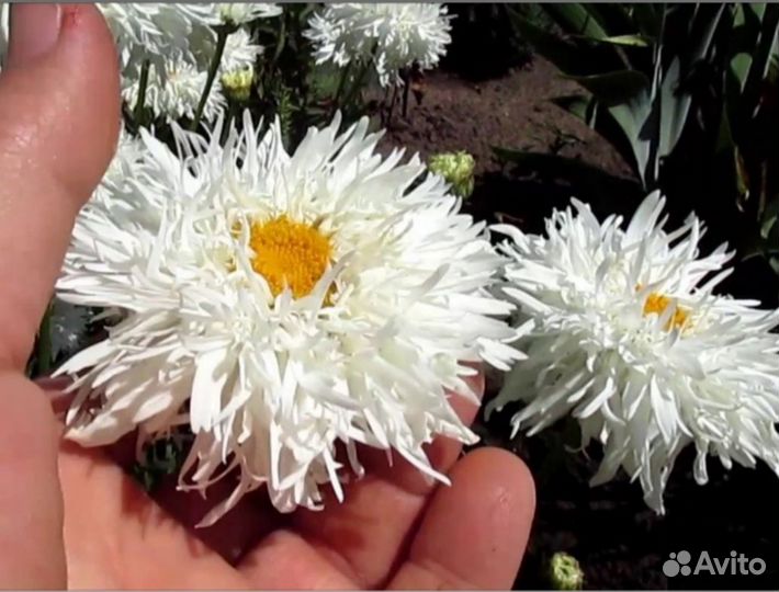 Нивяник Крейзи Дейзи