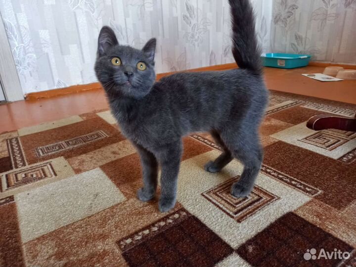 Доброжелательный котик