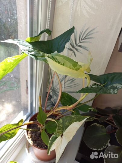 Сингониум укорененные детки