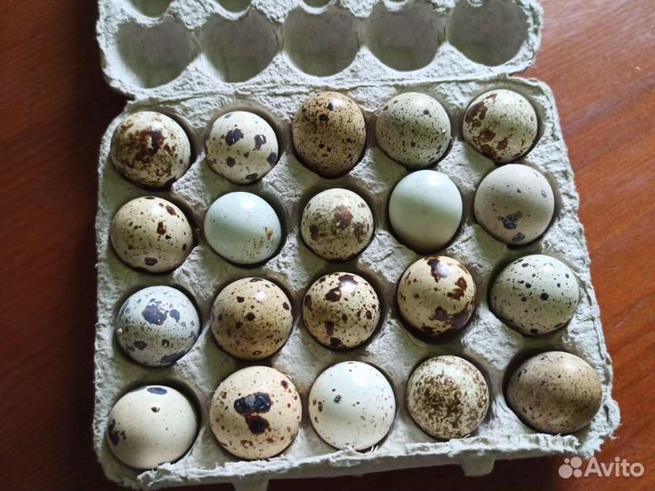 Яйца перепелиные